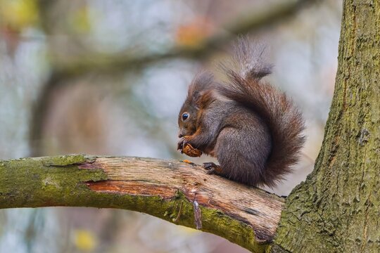 A european squirrel sits on a tree and eats a nut. A european red squirrel in the nature habitat. Sciurus vulgaris. Wildlife scene with a red squirrel. 