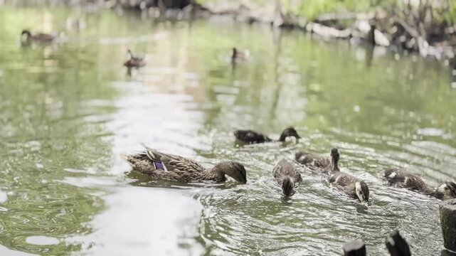 A group of ducks swimming together in a calm pond with ripples and green water, showing a peaceful wildlife scene in nature.