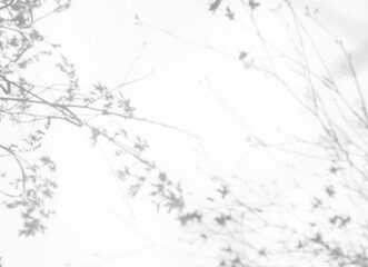 Fototapeta premium Real sparse foliage shadow cut out on a transparent png background with soft airy edges and thin twig lines. Suits a clean fragrance mockup as a png overlay with open center copy space.