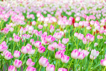 Fototapeta premium Blooming white and pink tulips in a park. Floral background.