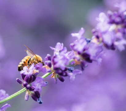 Busy honey bee pollinating a purple lavender flower in summer