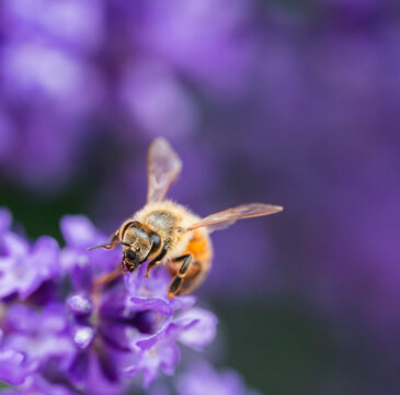 Honey bee pollinating a purple lavender flower in summer