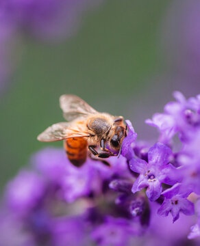 Close up of honey bee gathering nectar from a purple flowe