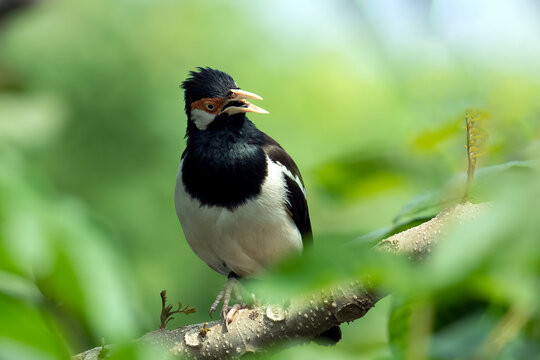 Asian Pied Starling singing on a tree branch
