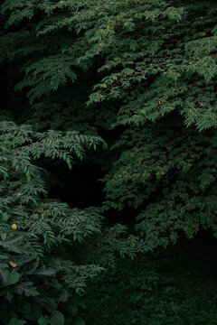 Fresh nature green trees in dark forest background