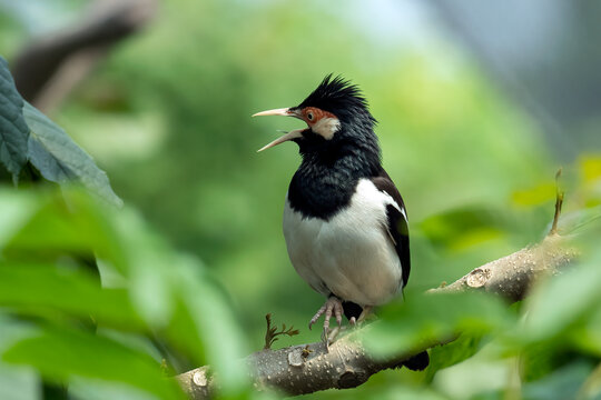 Black collared starling calling from a green branch
