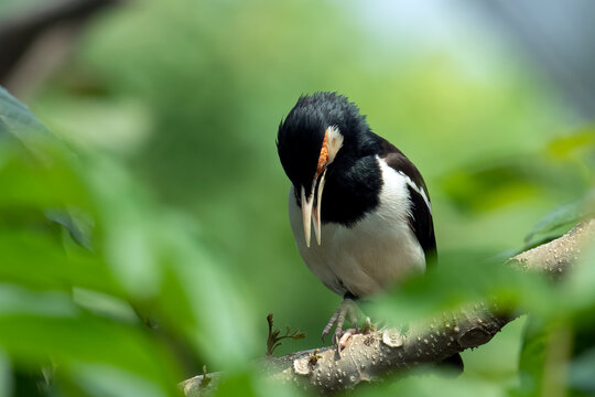 Black collared starling bird looking down on branch