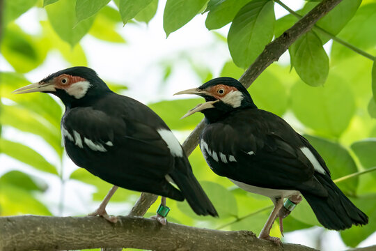 Two javan myna birds perched on a branch