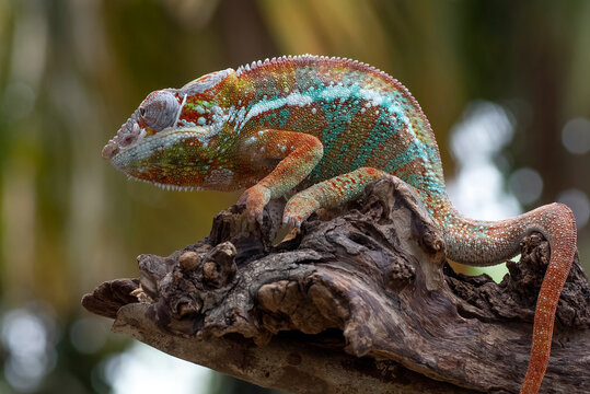 Colorful panther chameleon perched on a dry branch