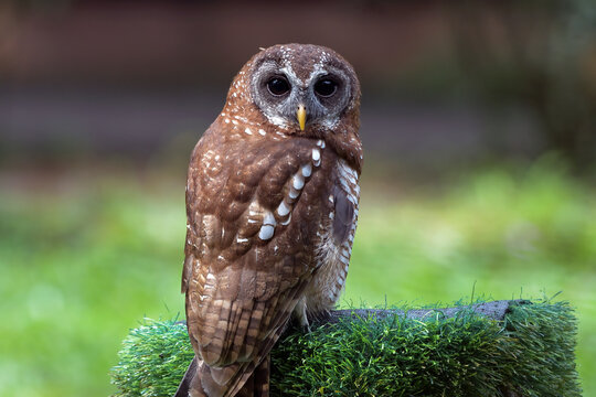 A brown spotted owl stares intensely at the camera