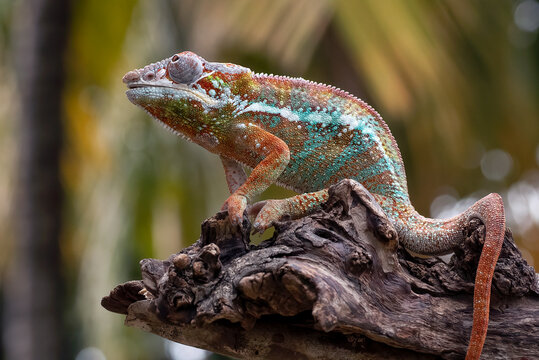 Colorful panther chameleon resting on a branch