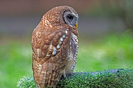 Spotted owl sitting on a perch looking away