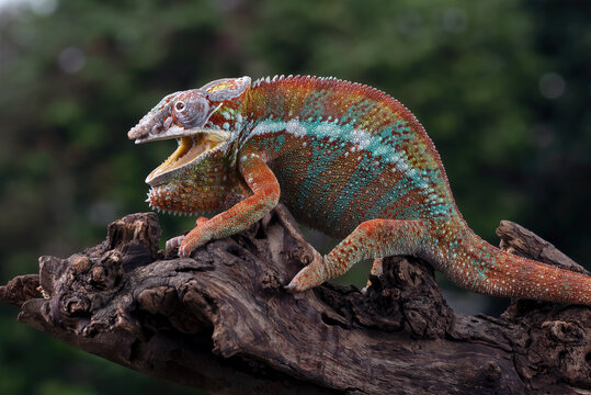 Colorful panther chameleon shows its open mouth