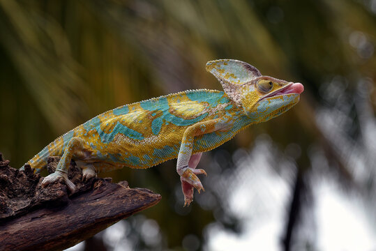 Colorful veiled chameleon sticks its tongue out