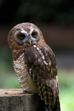 Brown wood owl perched on a stump looking back