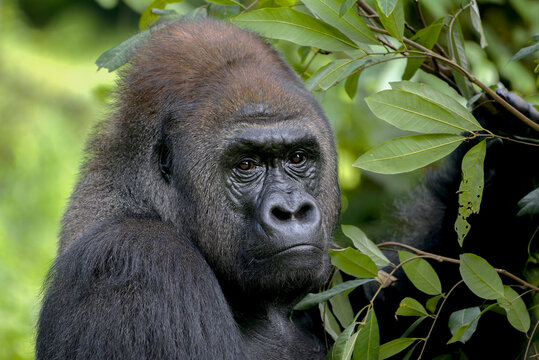 Close up portrait of a pensive male gorilla