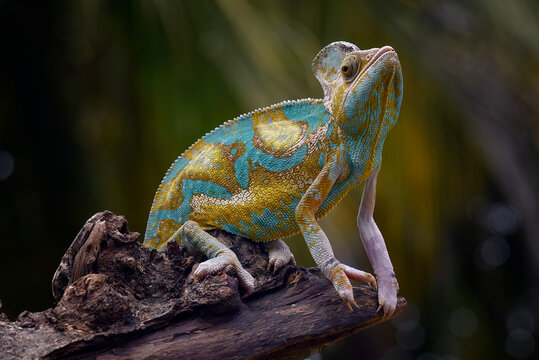 A colorful veiled chameleon perched on a tree branch