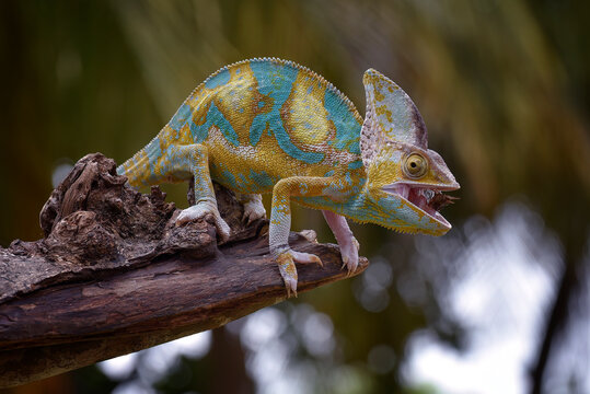 Vibrant veiled chameleon eating an insect on a branch