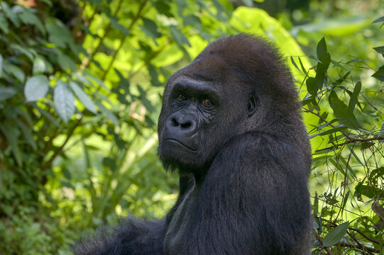 Pensive gorilla looks back from a lush jungle