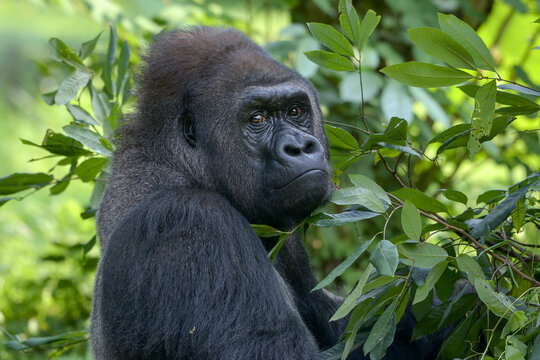 Pensive gorilla looking back among lush green jungle leaves