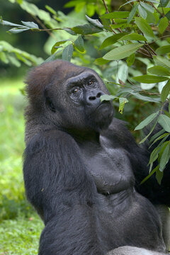 A pensive silverback gorilla sits among leaves