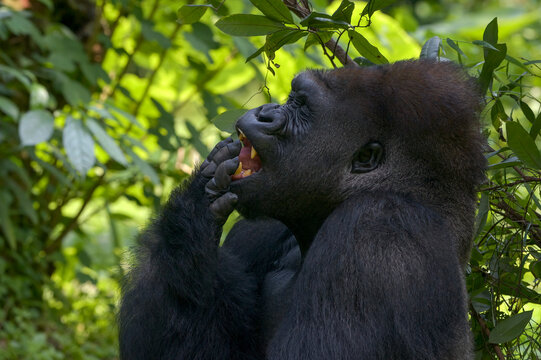 Western lowland gorilla eating fruit in the forest