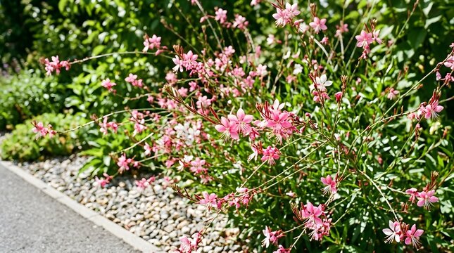 Pink gaura lindheimeri flowers blooming in garden. Delicate butterfly bush blossoms in full summer bloom outdoors.