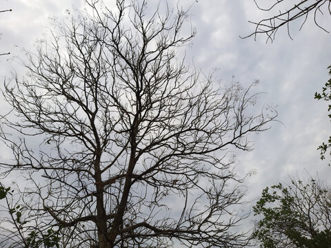 Dry trees in the rainy season, a tree whose leaves are fall in the rainy season