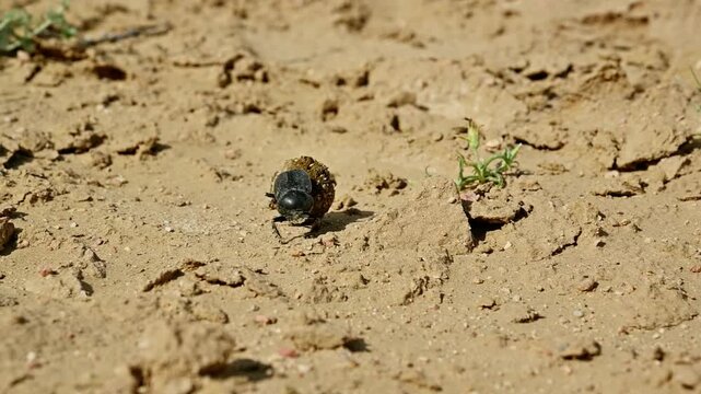 Close-up of dung beetle rolling ball of dung across sandy terrain