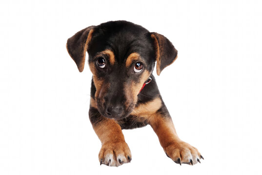 Small Brown and Tan Puppy Looking Up with Sad Expression