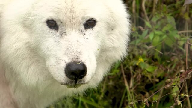 Arctic wolf licking its nose while looking at the camera
