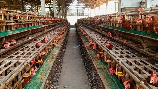 Symmetrical perspective view of a long aisle inside a traditional poultry farm with rows of battery cages