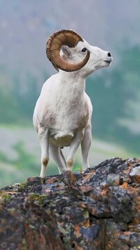 Mountain Goat Standing on Rocky Cliff in Natural Landscape