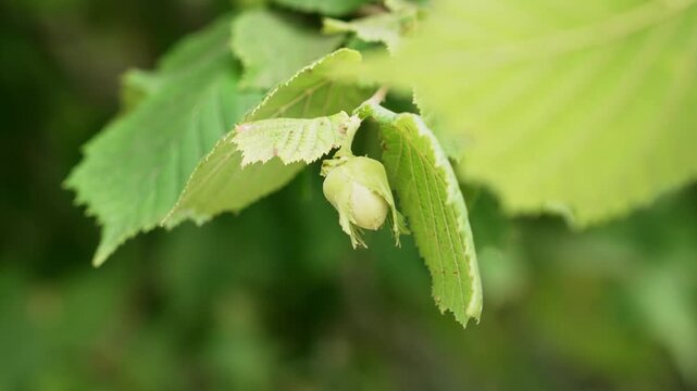 Growing filbert nut inside its leafy green husk hanging from a wild hazel tree twig close up