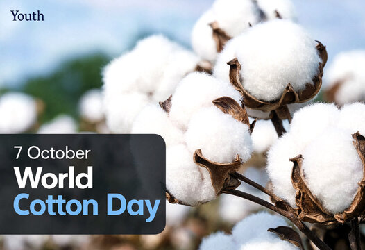 Closeup of fresh cotton bolls ready for harvest celebrating world cotton day event