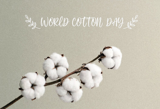 Closeup of fresh cotton bolls on a branch with world cotton day text celebration