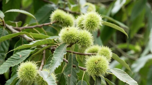 Sweet chestnut (Castanea sativa) tree branch with green spiky burs and long serrated leaves. Concept of nut cultivation