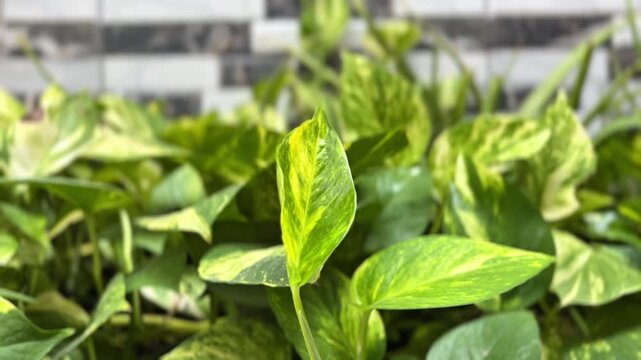 Close-up of vibrant green and yellow pothos (Epipremnum aureum) leaves swaying gently with blurred background.
