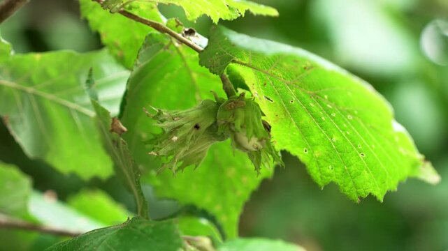 Young green filberts growing on a Corylus avellana branch. Immature nut cluster under broad deciduous leaves