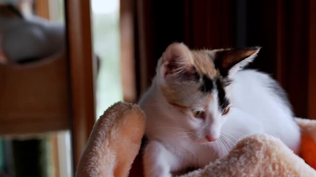 Calico kitten on a soft cat tree in a home environment. Pet adoption concept