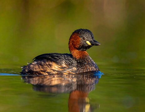 A serene bird with a black head, reddish-brown neck, and dark feathers floats on calm water