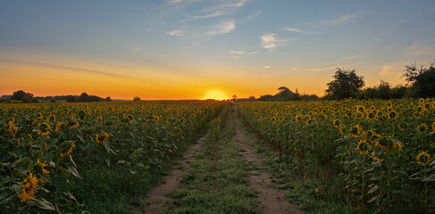 Fototapeta premium A dirt road amid blooming sunflowers at sunrise