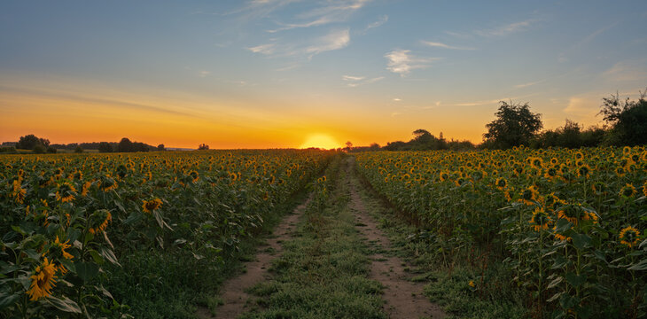 A dirt road amid blooming sunflowers at sunrise