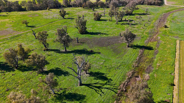 Aerial View of Eucalyptus Trees in Green Australian Outback Landscape