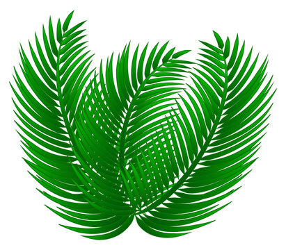 Tropical green palm leaves on isolated background