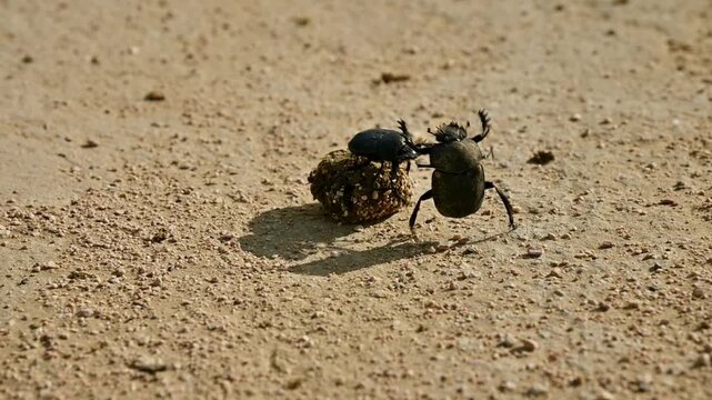 Dung beetles engage in battle over ball of dung on sandy ground
