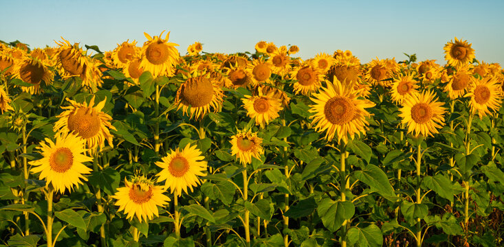 A panoramic view of blooming sunflowers in the morning light
