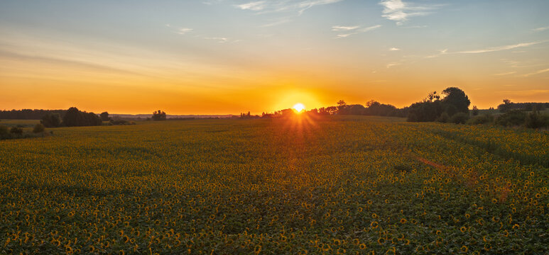 A field of blooming sunflowers at sunrise