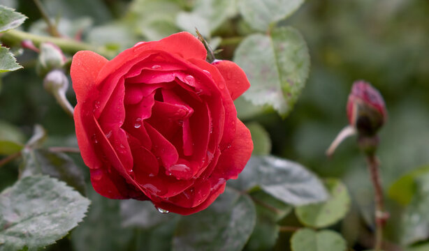 Bright red rose blooms in garden after rainfall in spring season