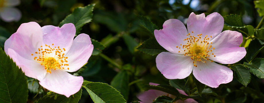 Two pink flowers bloom on a green bush in a garden during the day